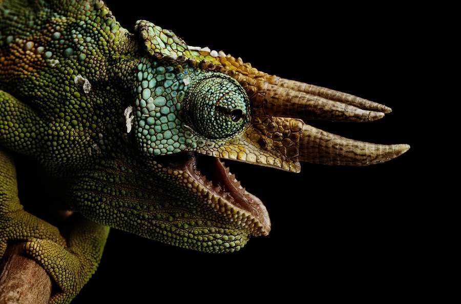 the-three-horned-chameleon